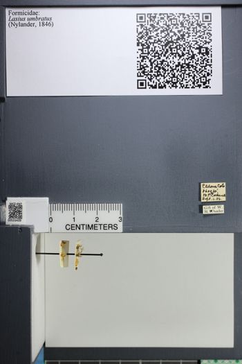 Media type: image;   Entomology 533439